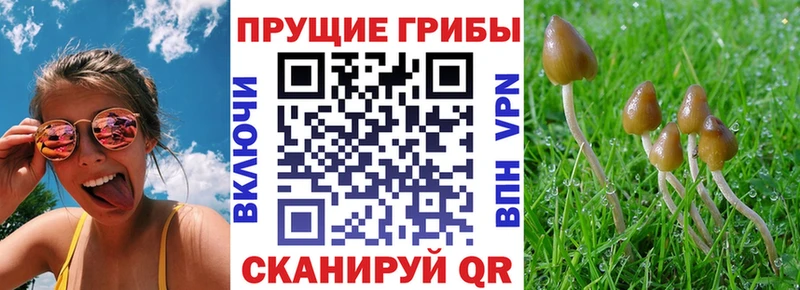 Галлюциногенные грибы MAGIC MUSHROOMS  Купить  Свободный 